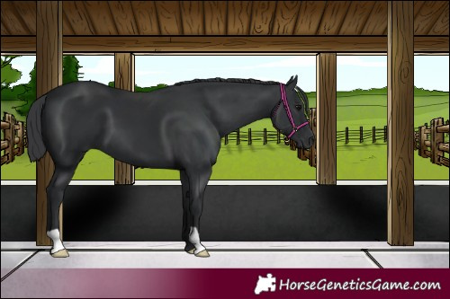 Horse Color:Black 