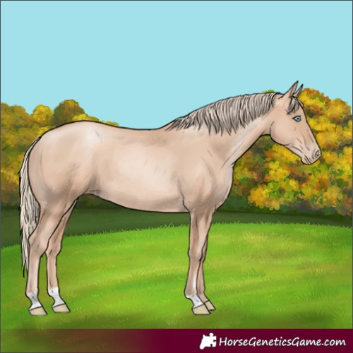 Horse Color:Gold Champagne Pearl Rabicano and Gold Champagne Pearl Rabicano