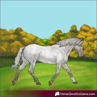 Horse Color:Silver Grullo Roan Appaloosa Rabicano 