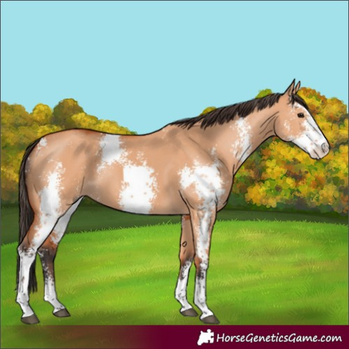 Horse Color:Unknown 