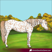 Horse Color:Chestnut Appaloosa 