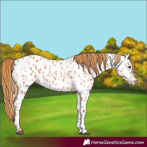 Horse Color:Chestnut Appaloosa 