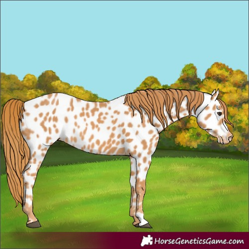 Horse Color:Chestnut Appaloosa
