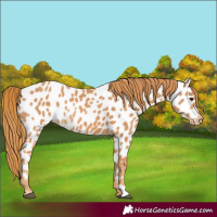 Horse Color:Chestnut Appaloosa