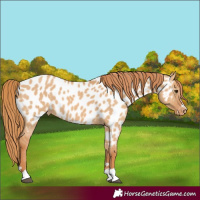 Horse Color:Red Dun Appaloosa 