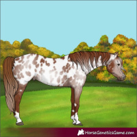 Horse Color:Gray Chestnut Appaloosa 