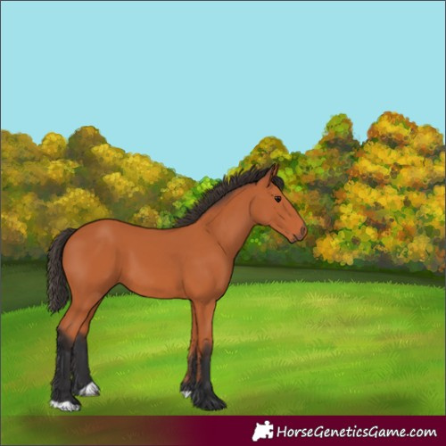 Horse Color:Unknown 
