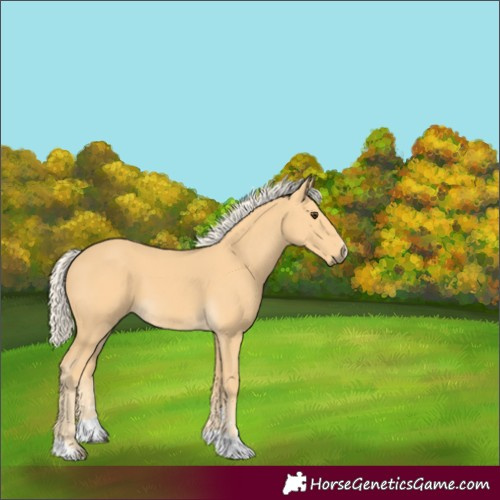 Horse Color:Unknown 