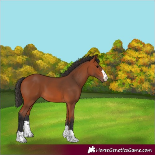 Horse Color:Unknown 