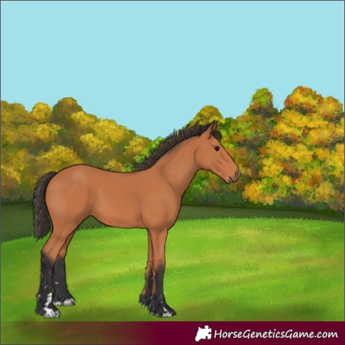 Horse Color:Unknown 