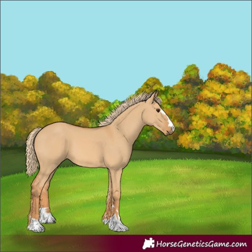 Horse Color:Unknown 