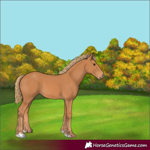 Horse Color:Unknown 