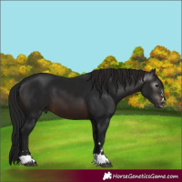 Horse Color:Gray Brown