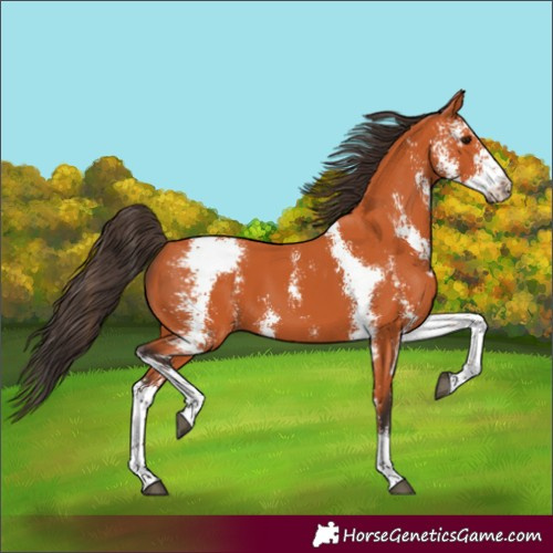 Horse Color:Bay Sabino 