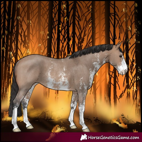 Horse Color:Brown Dun Sabino Rabicano 
