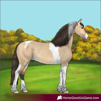 Horse Color:Buckskin Dun Tobiano Rabicano