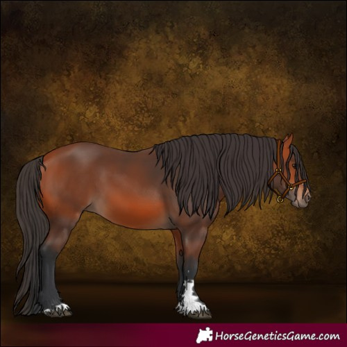 Horse Color:Bay 