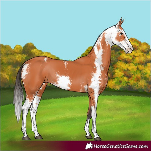 Horse Color:Bay Sabino
