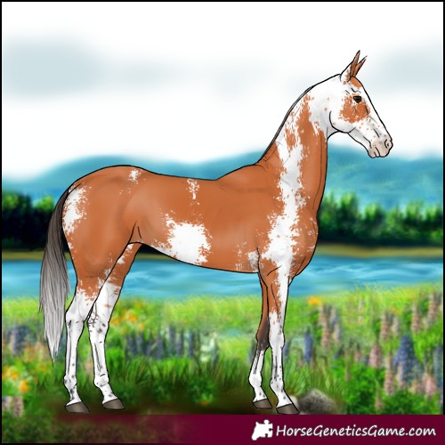 Horse Color:Bay Sabino