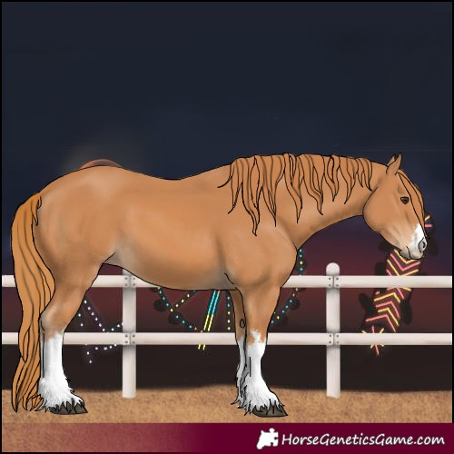 Horse Color:White Spotted Chestnut