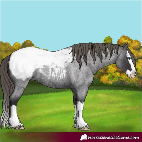Horse Color:Smoky Blue Roan Splash Snowcap 