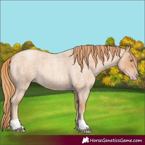 Horse Color:Gold Champagne Roan 