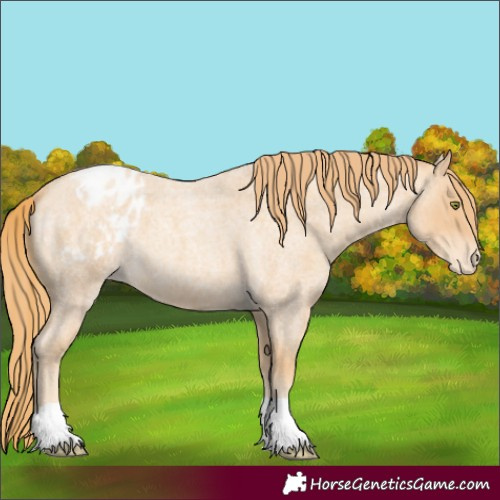 Horse Color:Gold Champagne Roan Varnish 