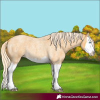 Horse Color:Palomino Roan Splash 