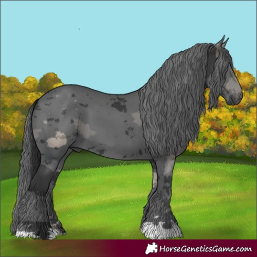 Horse Color:Black Merle 