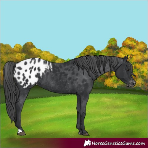 Horse Color:Black Appaloosa Rabicano 