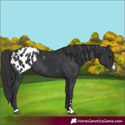 Horse Color:Black Appaloosa Rabicano 
