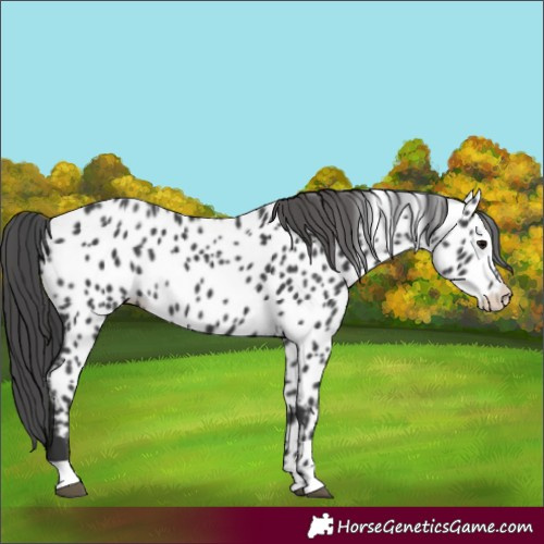 Horse Color:Black Appaloosa Rabicano