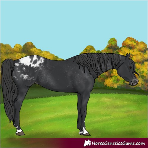 Horse Color:Black Appaloosa Rabicano