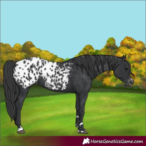 Horse Color:Black Appaloosa Rabicano 