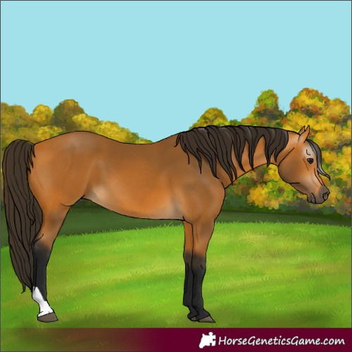 Horse Color:Gray Buckskin 