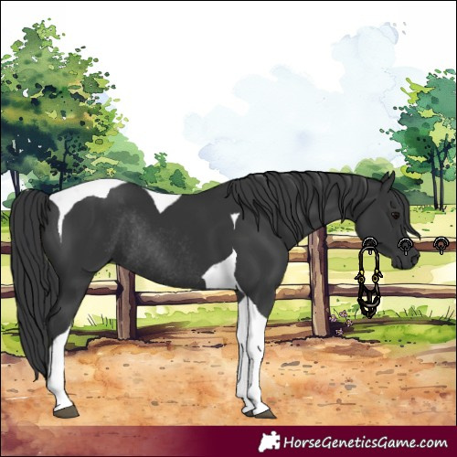 Horse Color:Black Tobiano Rabicano