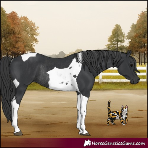 Horse Color:Black Tobiano Rabicano 