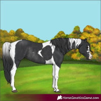 Horse Color:Black Tobiano Rabicano