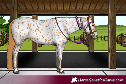 Horse Color:Chestnut Appaloosa 
