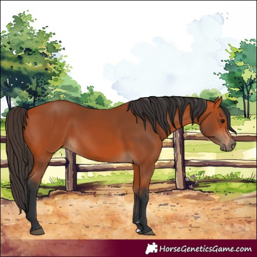Horse Color:Bay 