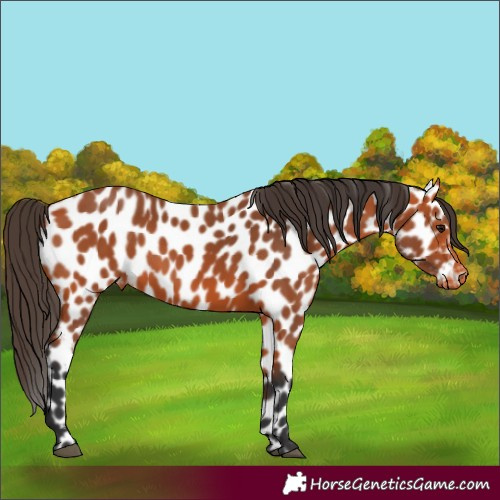 Horse Color:Bay Appaloosa