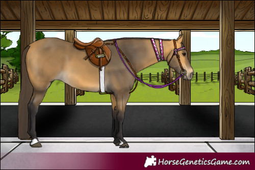 Horse Color:Buckskin 