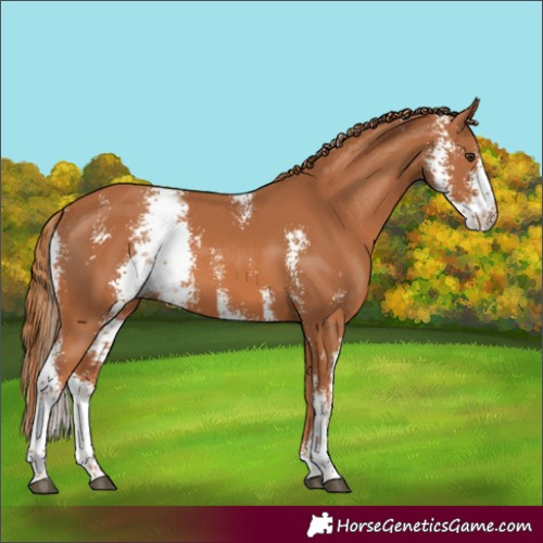 Horse Color:Chestnut Sabino 