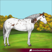 Horse Color:Bay Splash Tobiano  and Bay Splash Tobiano 
