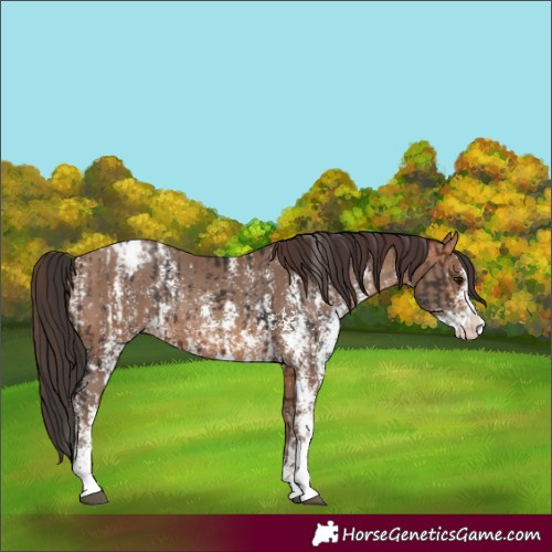 Horse Color:Brown Sabino Splash Blanket and Sable Champagne Sabino Splash Blanket