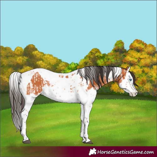 Horse Color:Bay Splash Tobiano and Bay Splash Tobiano