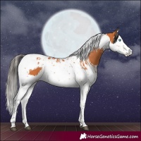 Horse Color:Bay Splash Tobiano and Bay Splash Tobiano Rabicano