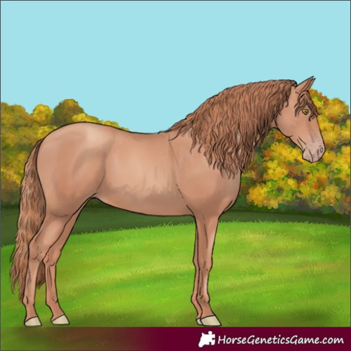 Horse Color:Gold Champagne