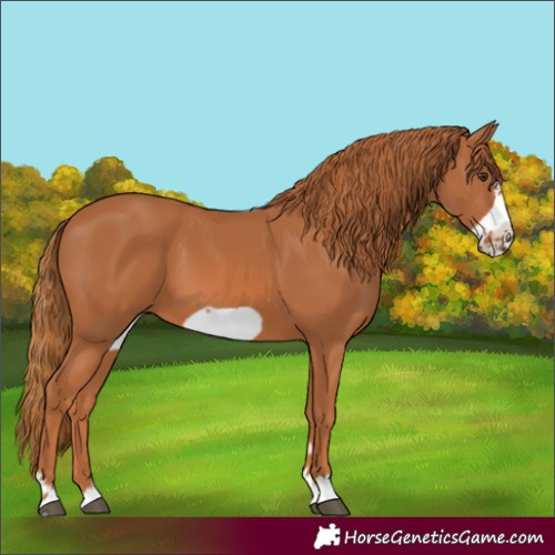 Horse Color:Chestnut Frame