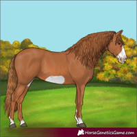 Horse Color:Chestnut Frame